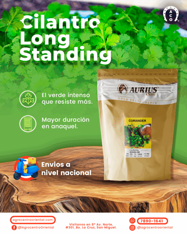 Semillas de Cilantro Long Standing