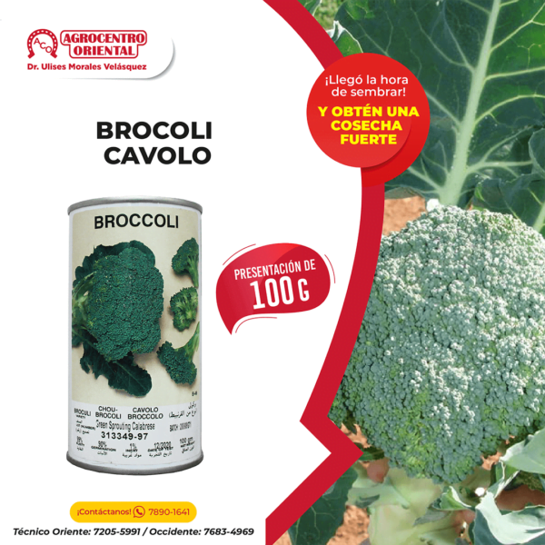 Semillas de Brocoli Cavolo - 100 gramos