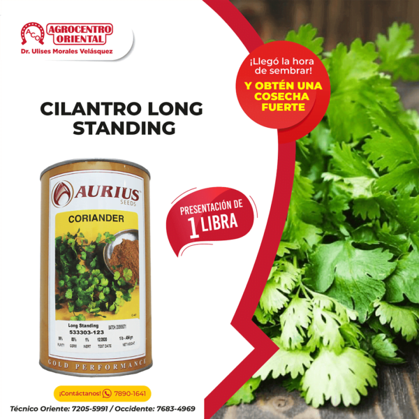 Semillas de Cilantro Long Standing