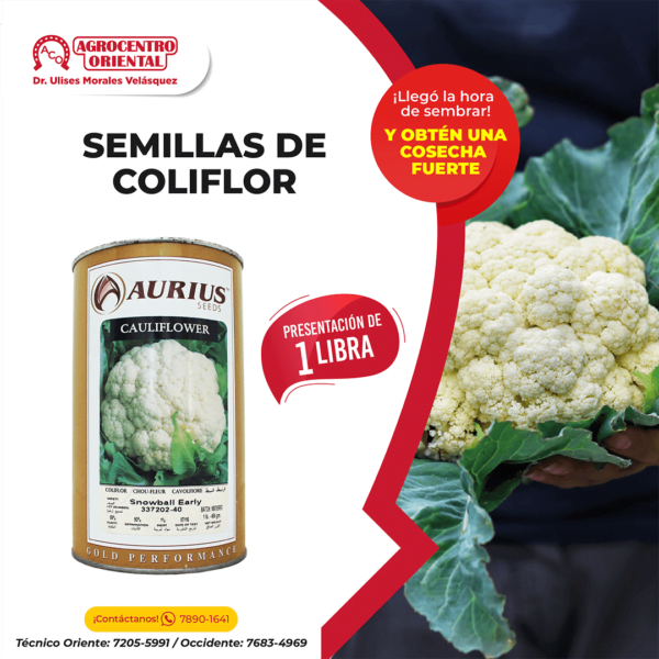 COLIFLOR SNOWBALL EARLY