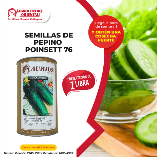 Semillas de Pepino Poinsett 76