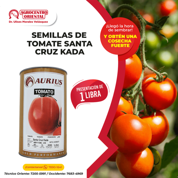 Semilla de Tomate Santa Cruz Kada