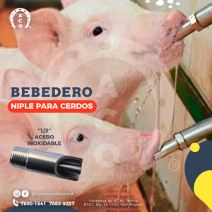 Bebedero de cerdo A