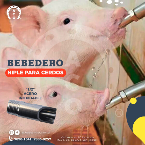 Bebedero de cerdo A