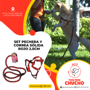 Set pechera y correa sólida