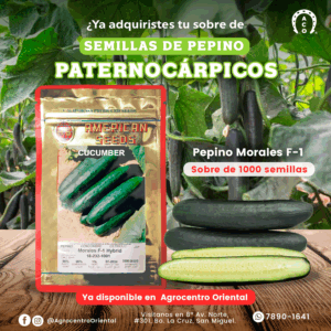 SEMILLA DE PEPINO MORALES F1 HYB 1,000 SEMILLAS