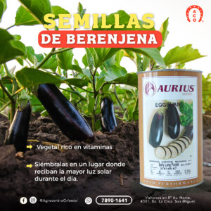 Semilla de berenjena