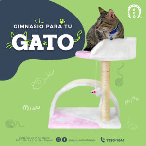 Gimnasio de gato
