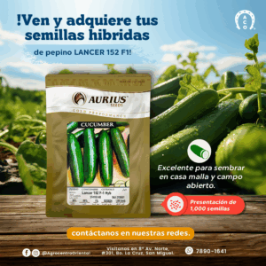 SEMILLA DE PEPINO LANCER 152 F-1 HYB 1,000 SEMILLAS